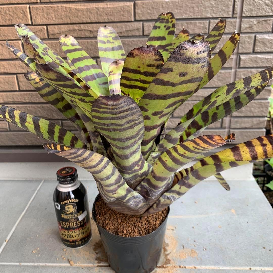 Neoregelia Cat Pajamas Neoregelia Cat Pajamas Behind every great